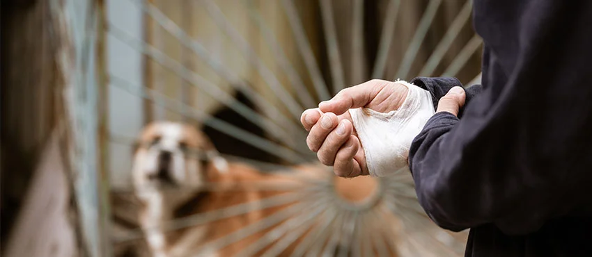 South Jordan Dog Bite Lawyer-image
